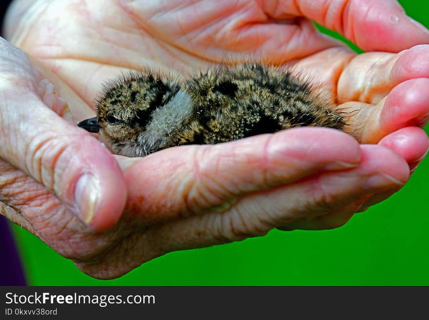 Fauna, Organism, Beak, Finger