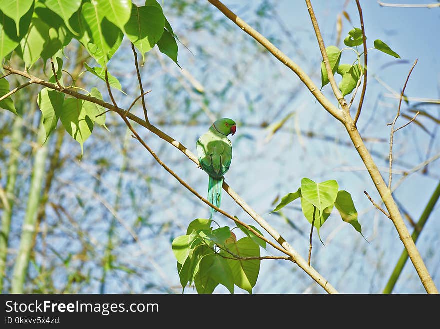 Bird, Branch, Fauna, Leaf