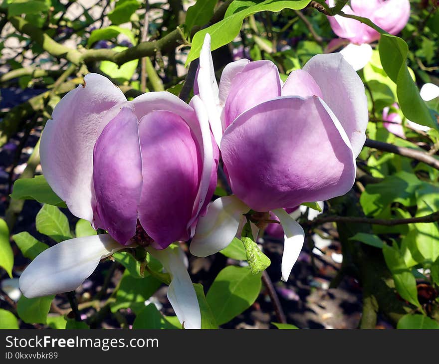 Flower, Plant, Branch, Purple