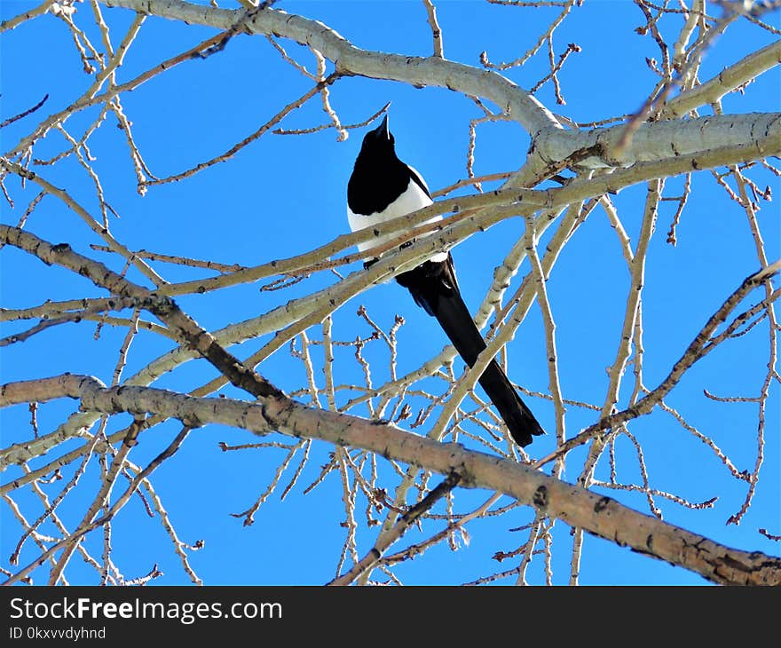 Bird, Branch, Fauna, Tree