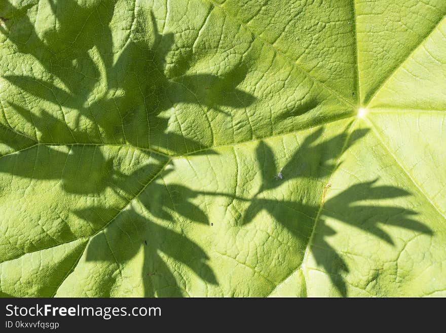 Leaf, Plant, Vegetation, Herb