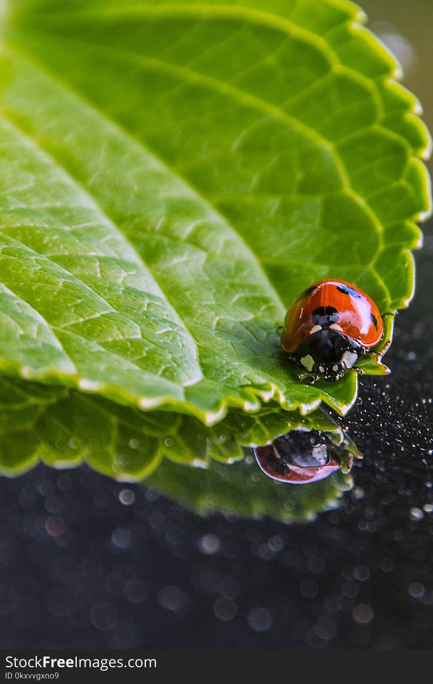 Water, Leaf, Ladybird, Macro Photography