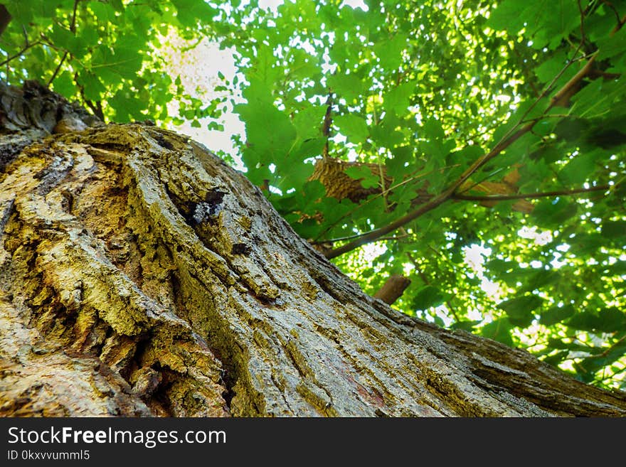 Tree, Vegetation, Trunk, Leaf