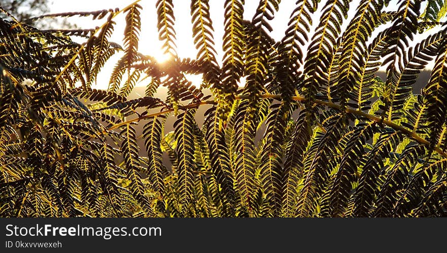 Vegetation, Grass, Plant, Grass Family