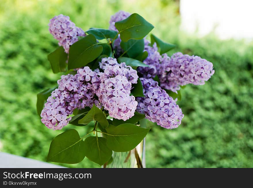 Flower, Plant, Lilac, Flowering Plant