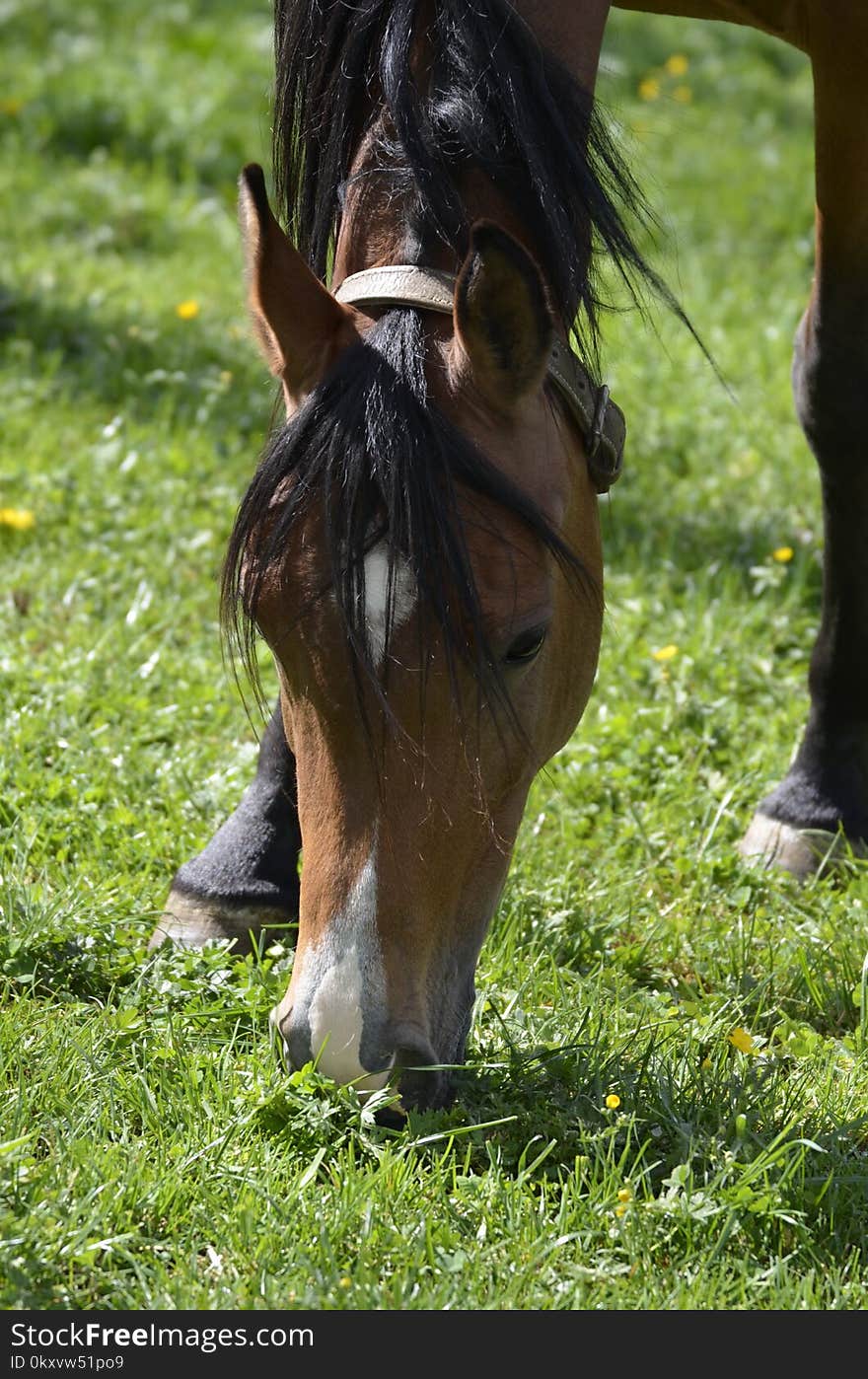 Horse, Bridle, Mane, Grass