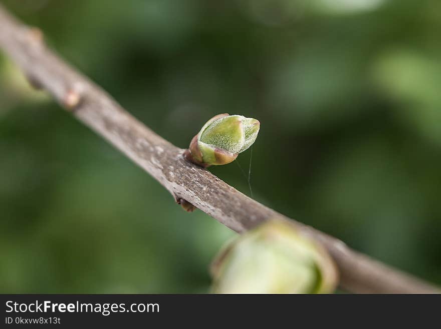 Bud, Branch, Leaf, Flora