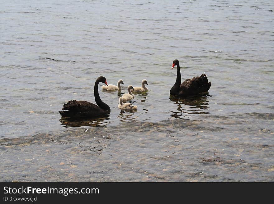 Black Swan, Water Bird, Ducks Geese And Swans, Bird