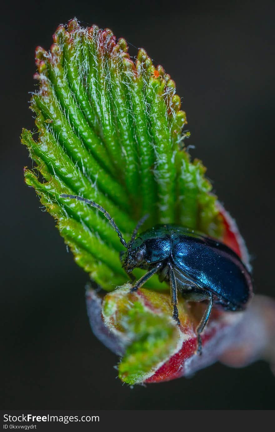 Insect, Invertebrate, Close Up, Macro Photography