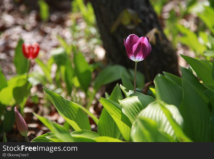 Plant, Flower, Flowering Plant, Tulip