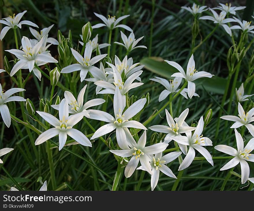 Plant, Flower, Flora, Pyrenees Star Of Bethlehem