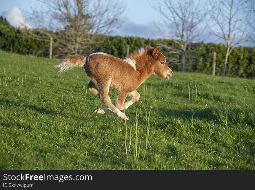 Grass, Pasture, Fauna, Grassland