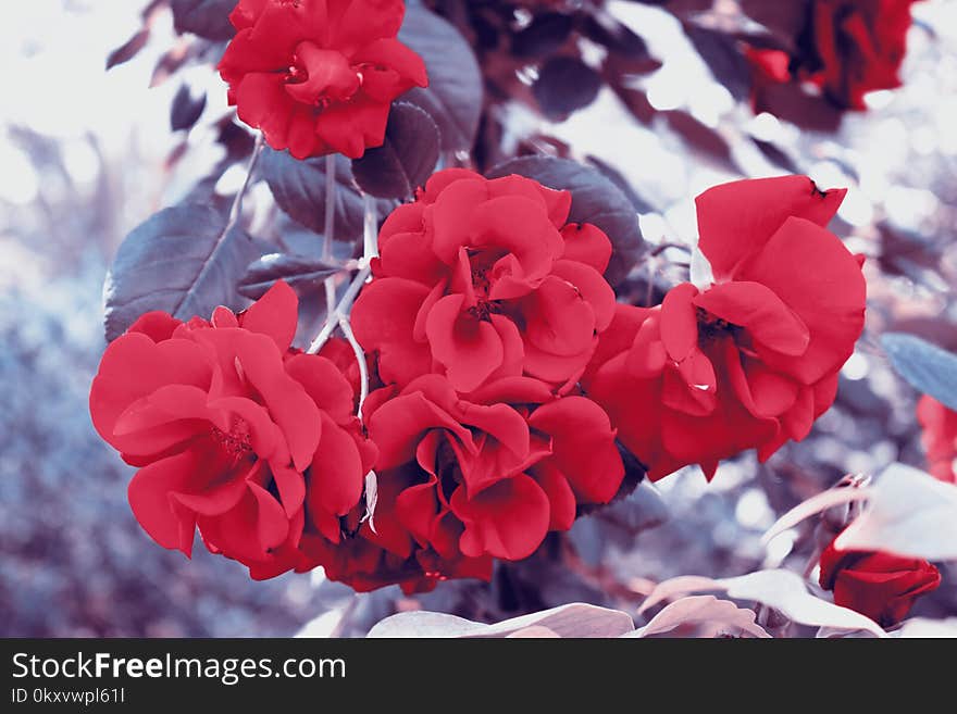 Flower, Red, Flowering Plant, Rose Family