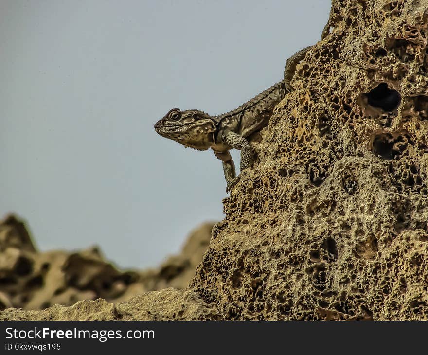 Reptile, Fauna, Lizard, Scaled Reptile