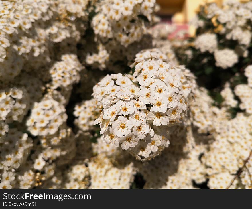 Flower, Flora, Plant, Flowering Plant