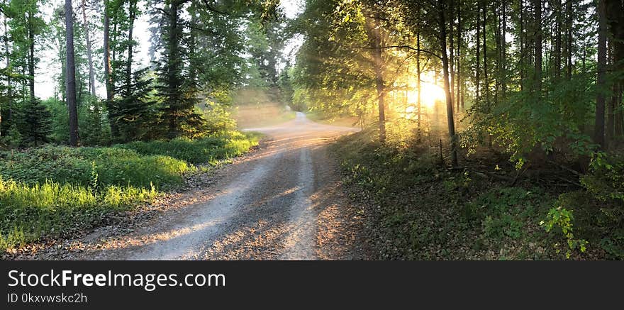 Path, Forest, Nature Reserve, Ecosystem