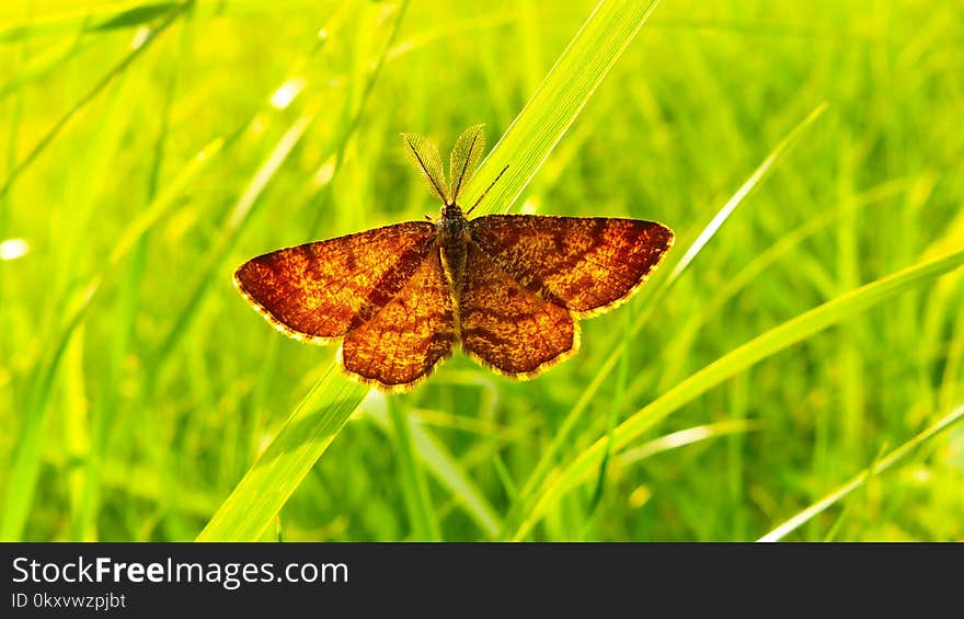 Insect, Moths And Butterflies, Moth, Brush Footed Butterfly