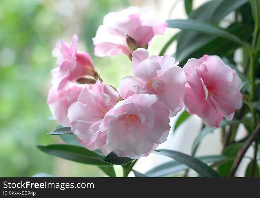 Flower, Plant, Pink, Flowering Plant