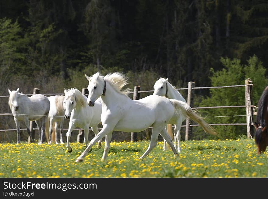 Horse, Pasture, Grassland, Horse Like Mammal