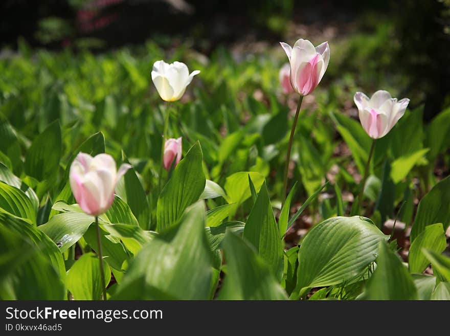 Flower, Plant, Flora, Leaf