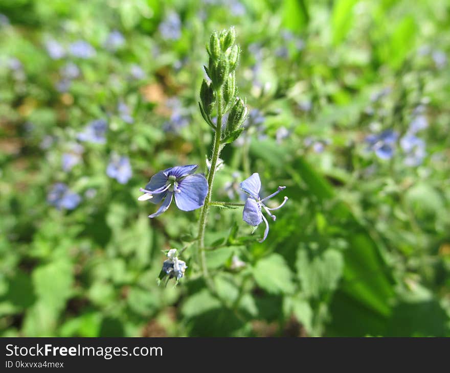 Plant, Flora, Flower, Hyssopus