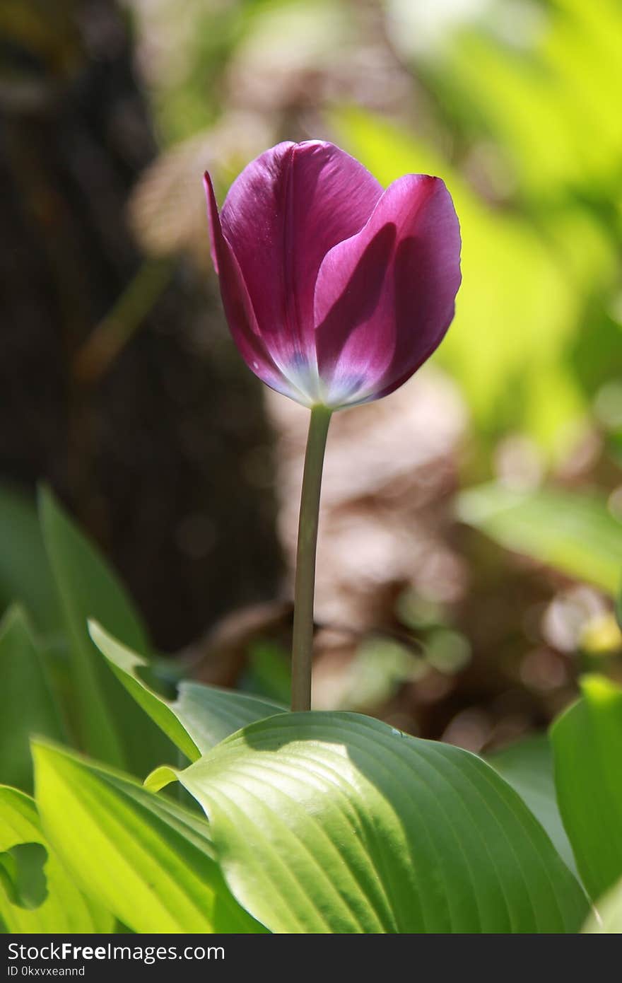 Flower, Plant, Tulip, Flowering Plant