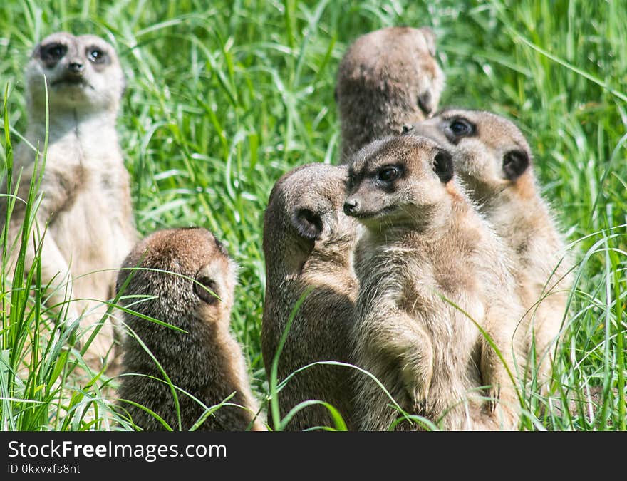 Meerkat, Mammal, Fauna, Terrestrial Animal