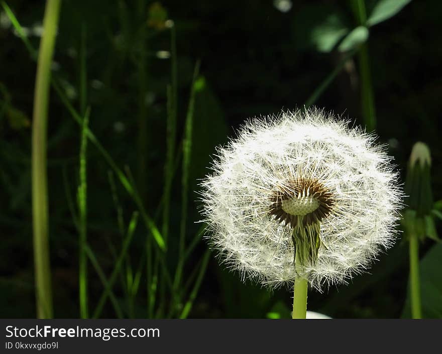 Flower, Dandelion, Flora, Plant