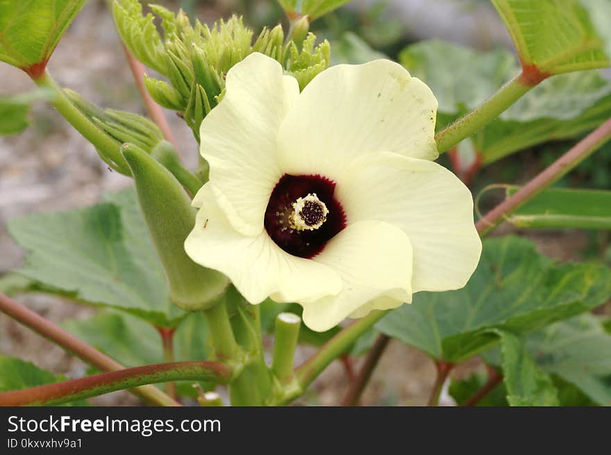 Flower, Plant, Okra, Flora