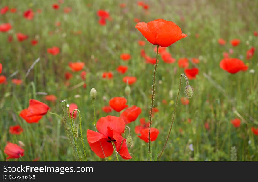 Flower, Wildflower, Field, Vegetation