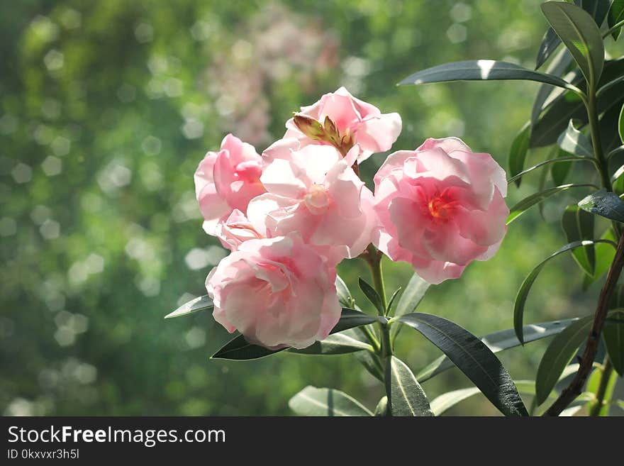 Flower, Plant, Pink, Flowering Plant