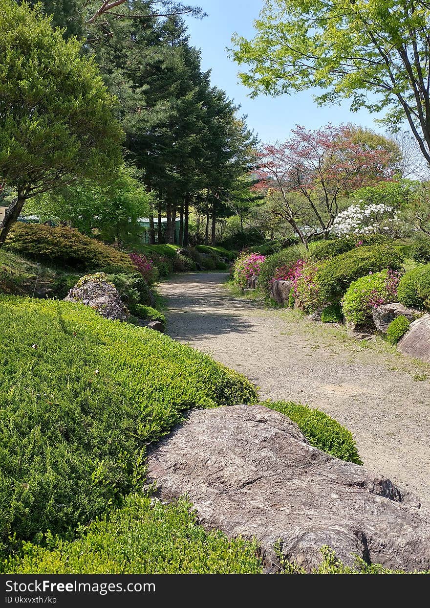 Garden, Vegetation, Plant, Tree