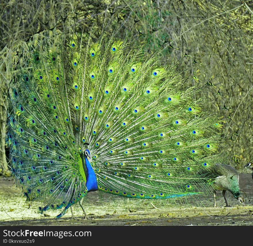 Peafowl, Ecosystem, Galliformes, Fauna