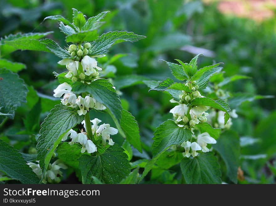 Plant, Herb, Perilla, Urtica