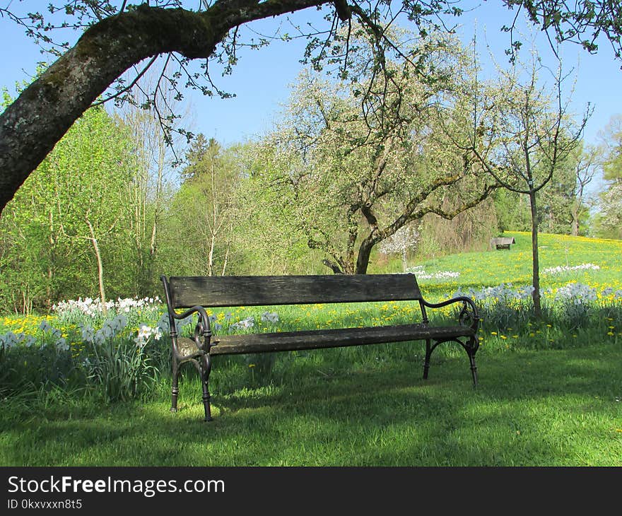 Nature Reserve, Tree, Bench, Grass