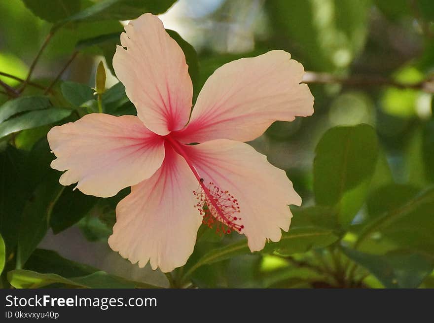 Flower, Plant, Flowering Plant, Hibiscus