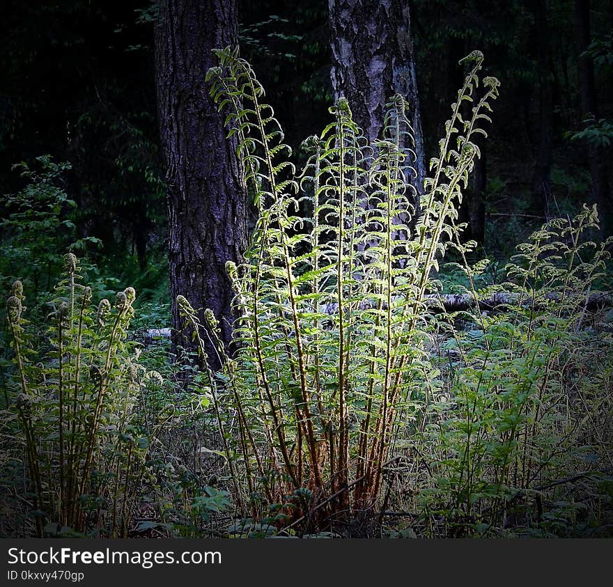 Plant, Flora, Vegetation, Ecosystem