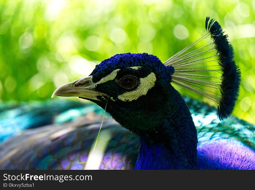 Peafowl, Beak, Bird, Fauna