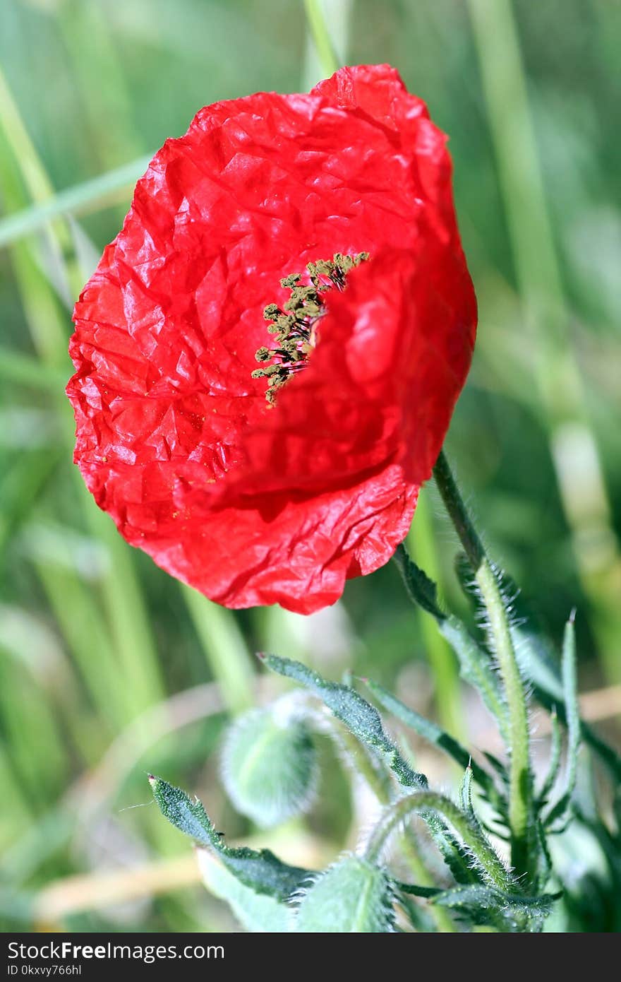 Flower, Poppy, Poppy Family, Coquelicot