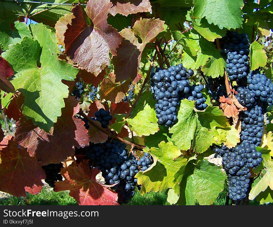 Grape, Grapevine Family, Fruit, Vitis