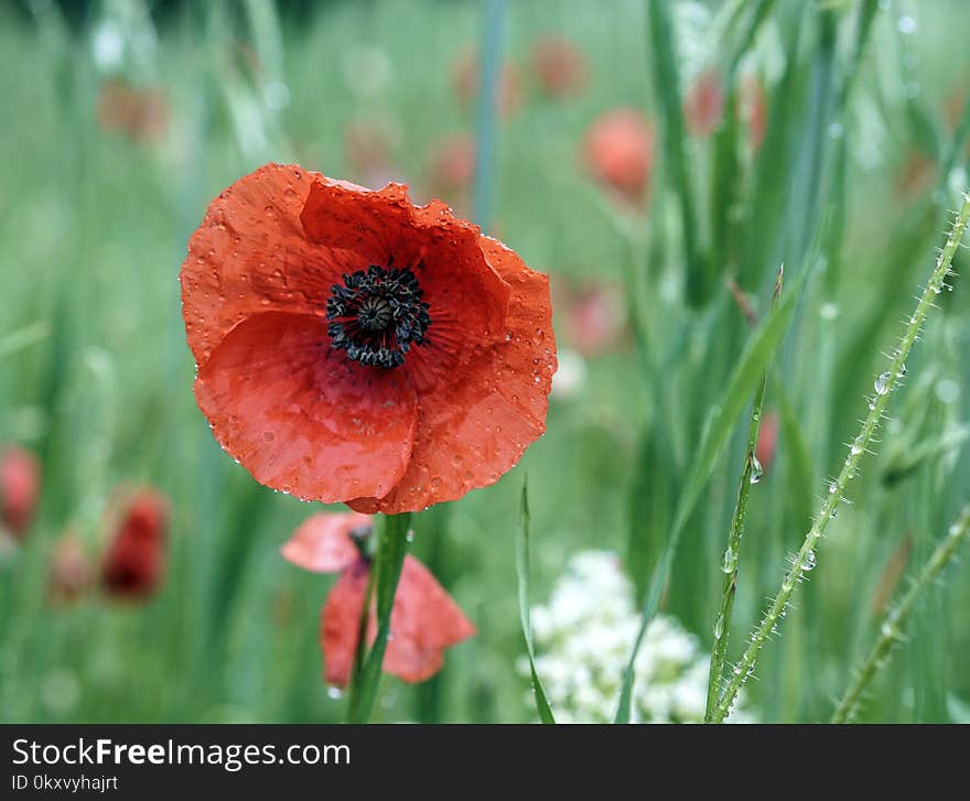 Flower, Poppy, Wildflower, Coquelicot