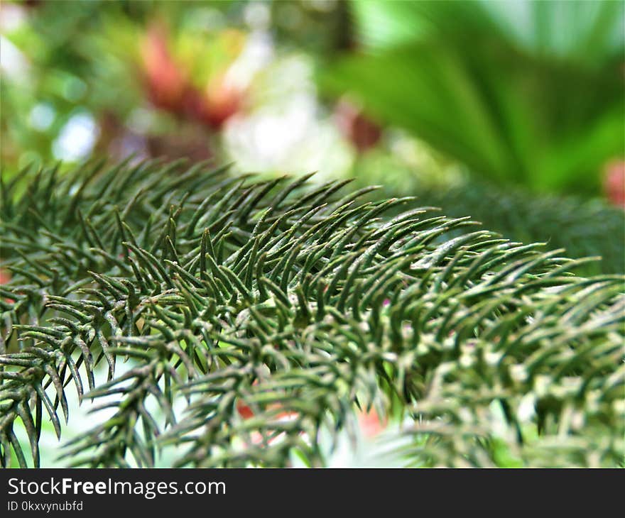 Pine Family, Tree, Fir, Conifer