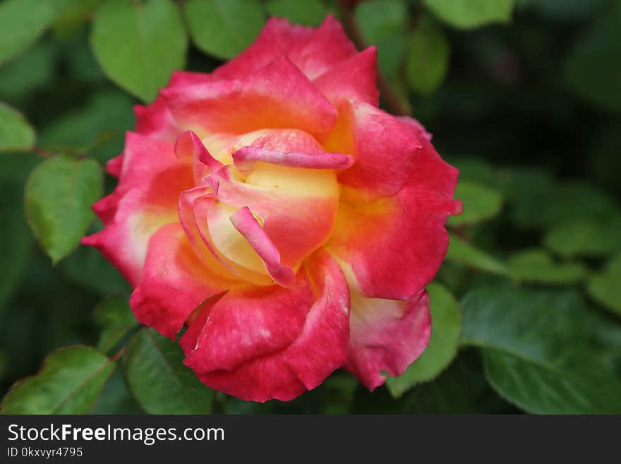 Flower, Rose, Rose Family, Flowering Plant