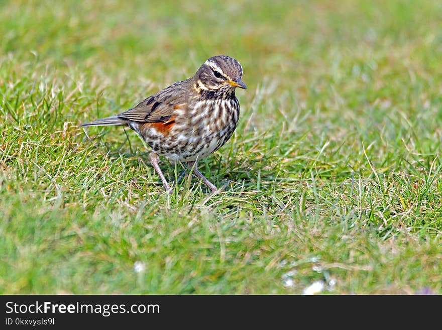 Bird, Fauna, Sparrow, Ecosystem