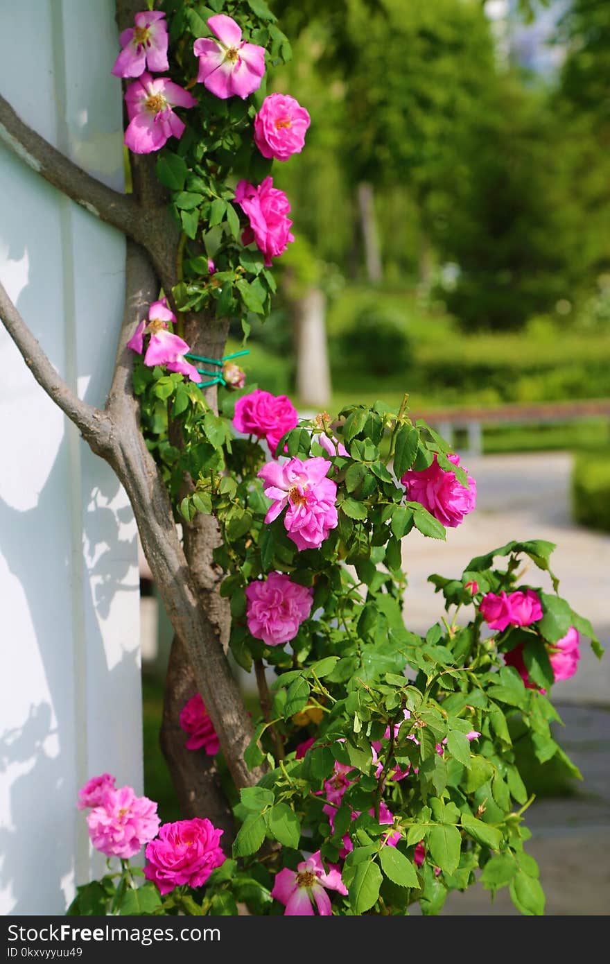 Flower, Plant, Flowering Plant, Pink