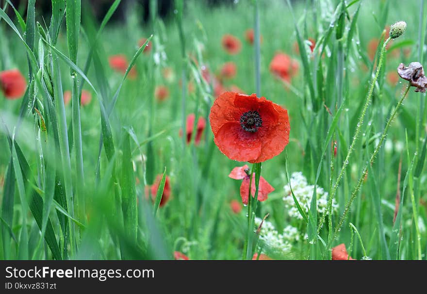 Flower, Wildflower, Vegetation, Meadow