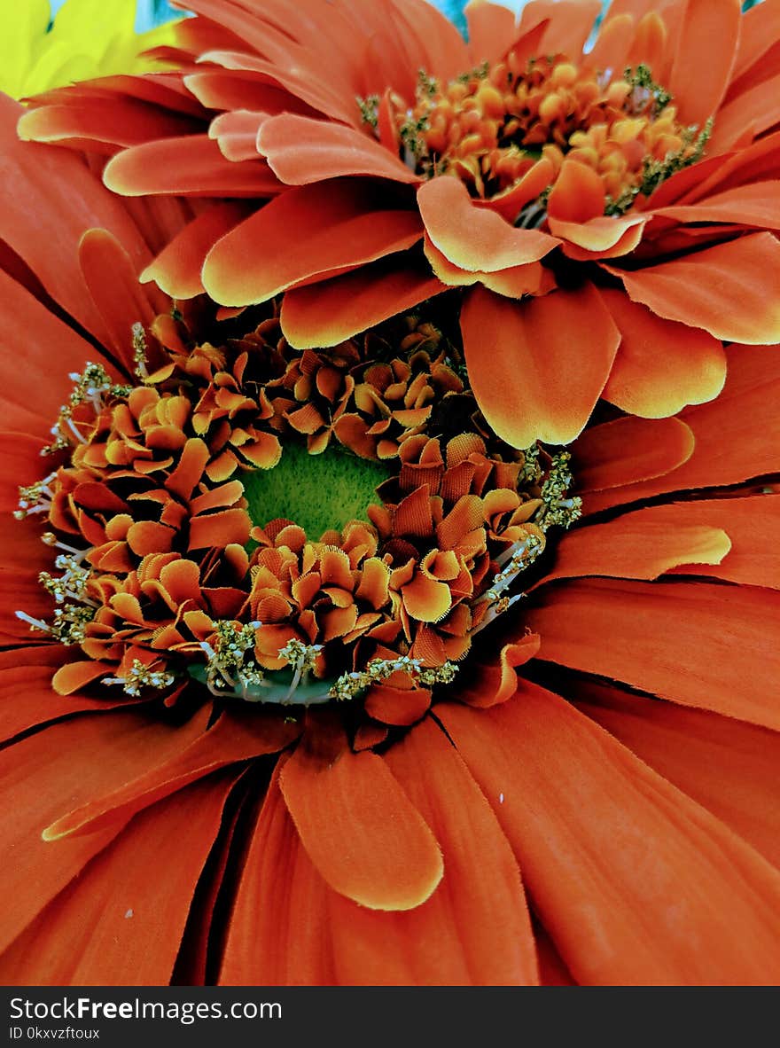 Flower, Orange, Flora, Cut Flowers