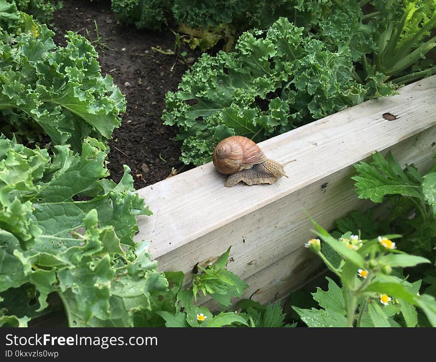 Snail, Plant, Snails And Slugs, Herb