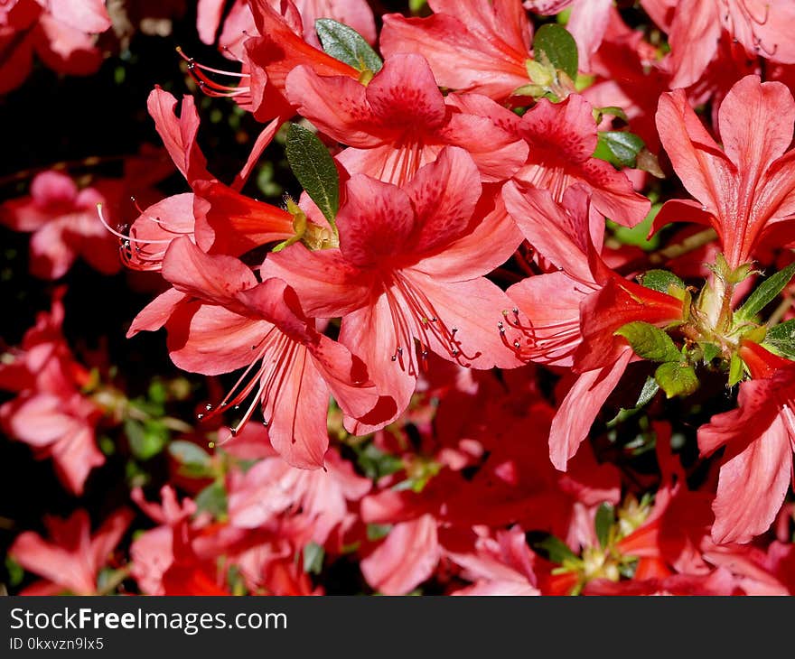 Flower, Plant, Flowering Plant, Pink