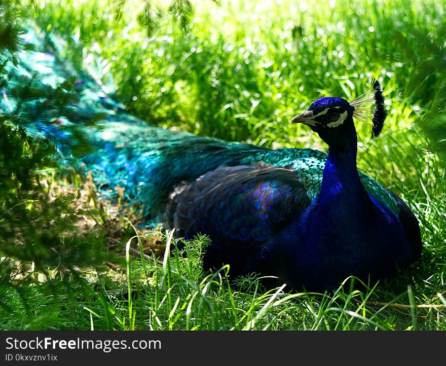 Peafowl, Bird, Fauna, Galliformes